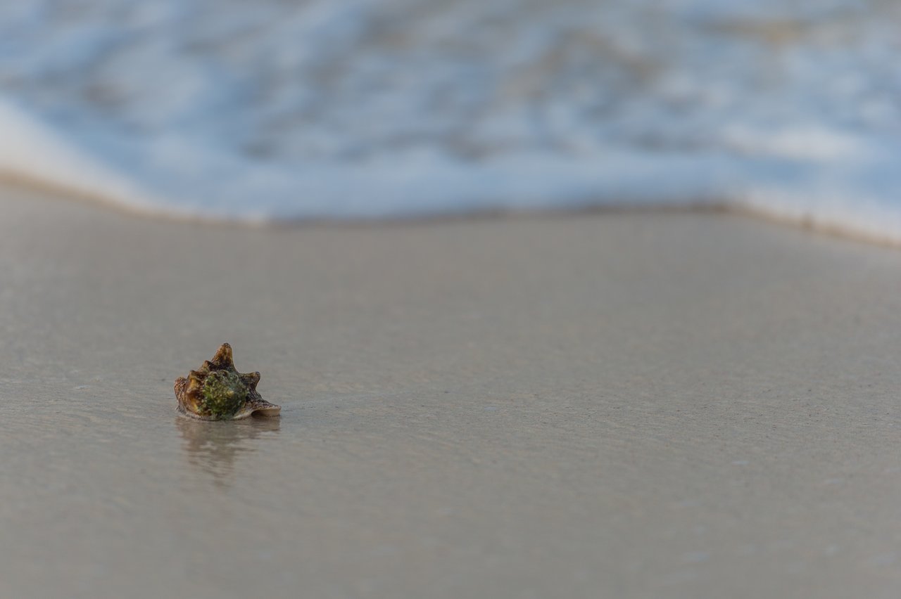 A small sea shell rests on wet sand as a wave approaches in the background.