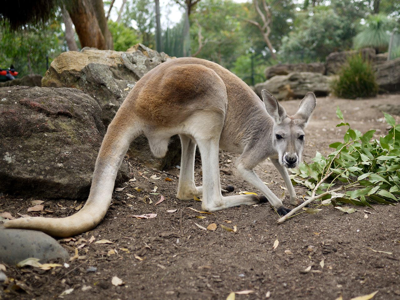 A kangaroo stands on the ground, leaning forward near some green branches, with rocks and trees in the background.