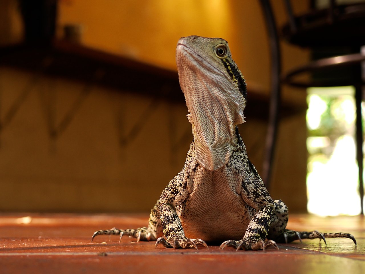 A lizard sits on the floor of an outdoor dining area, looking up as if observing the surroundings.