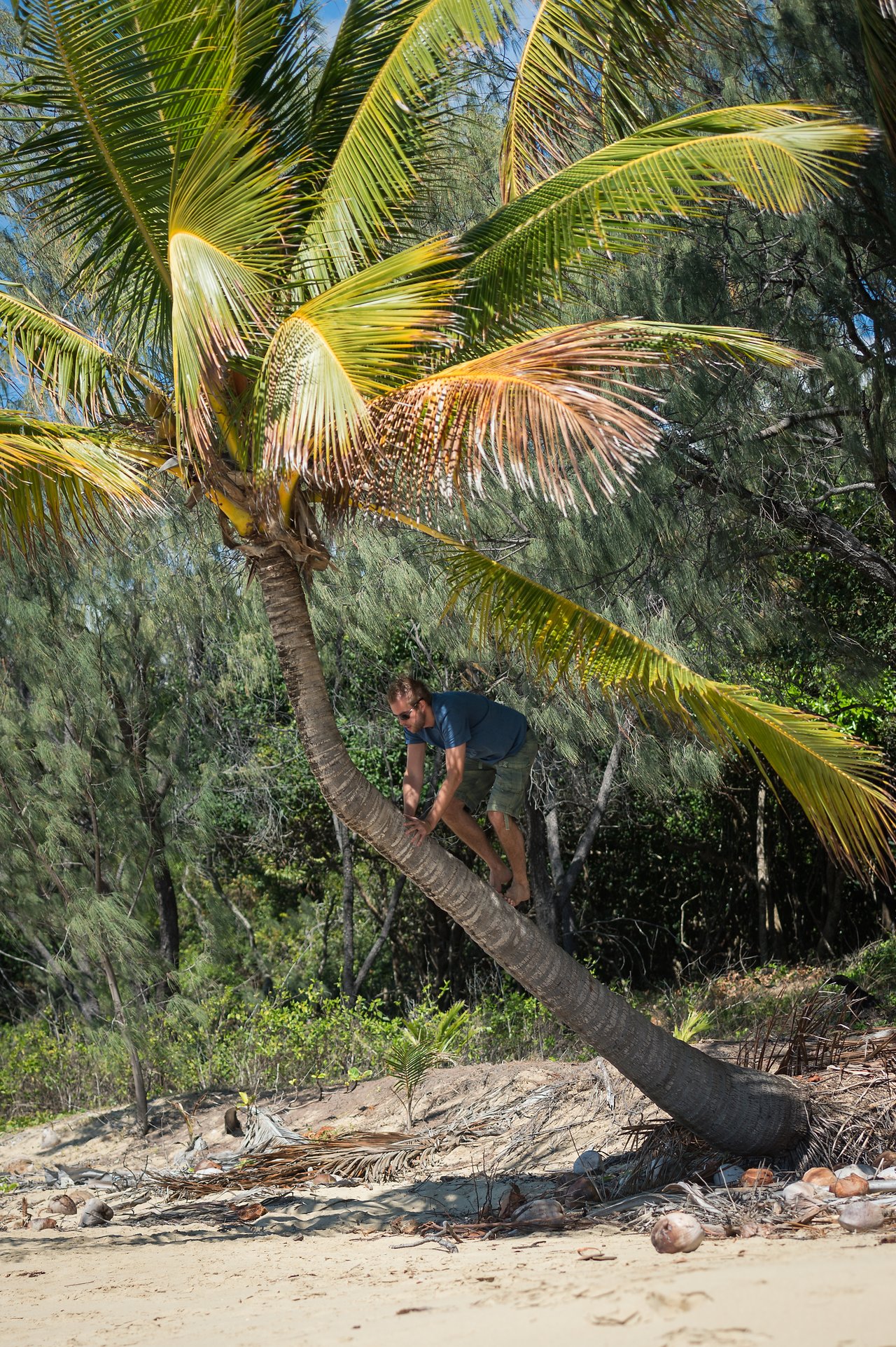 A man wearing sunglasses climbs a leaning palm tree on a sandy beach.