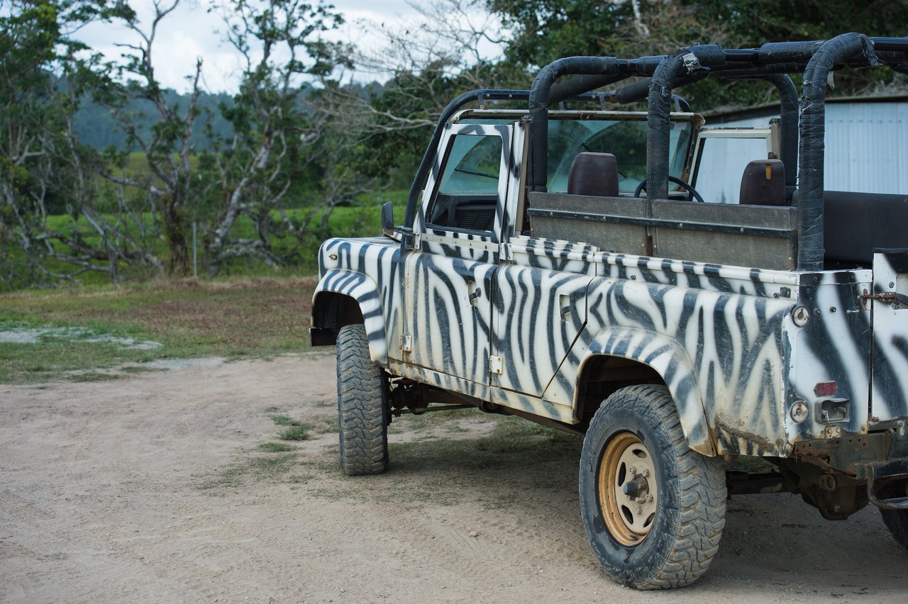 An open-top safari vehicle with zebra-patterned paint is parked on a dirt path in a rural setting.