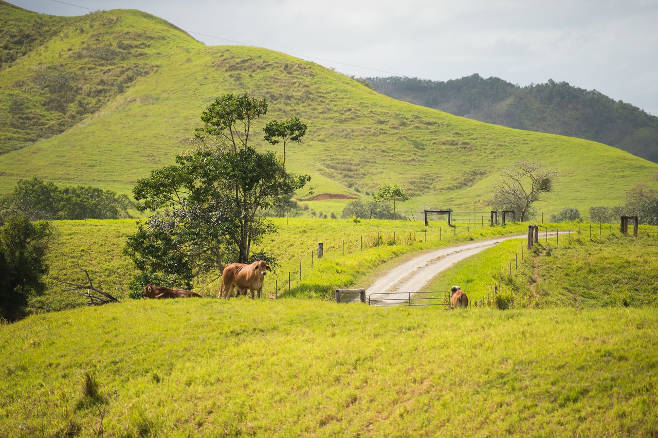 A grassy hill near a dirt road with a closed metal gate.