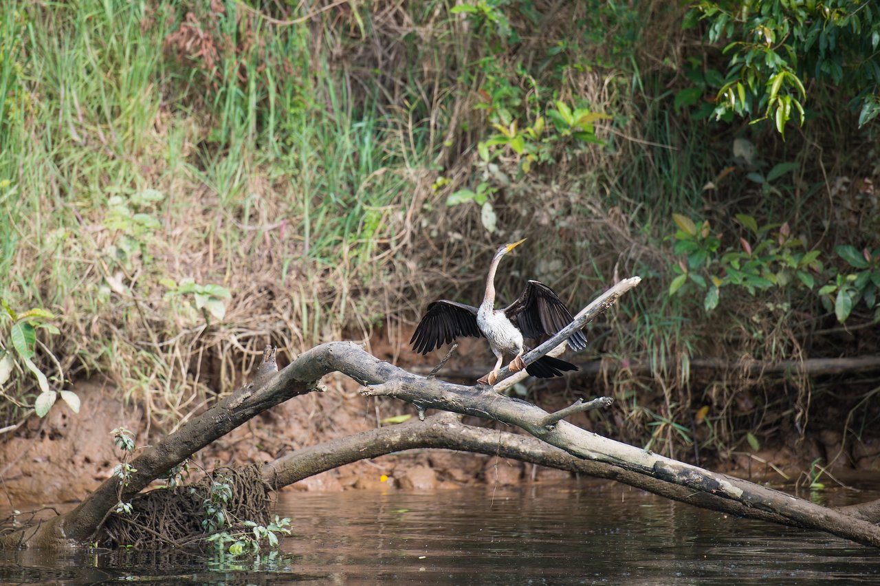 A bird with outstretched wings stands on a fallen tree branch above the water, possibly drying its feathers.