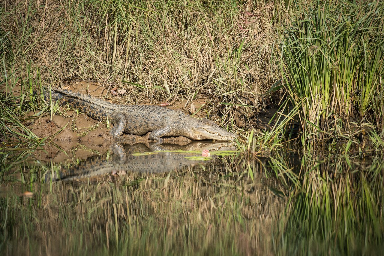 A crocodile rests on a muddy riverbank with its mouth slightly open, partially reflected in the water.
