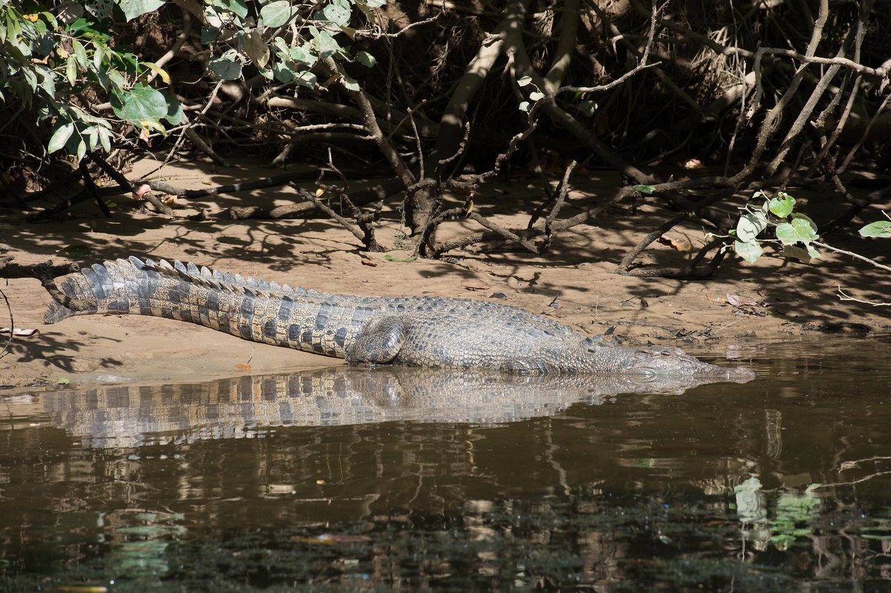 A crocodile rests on the muddy riverbank, partially submerged in water, with its body stretched out.