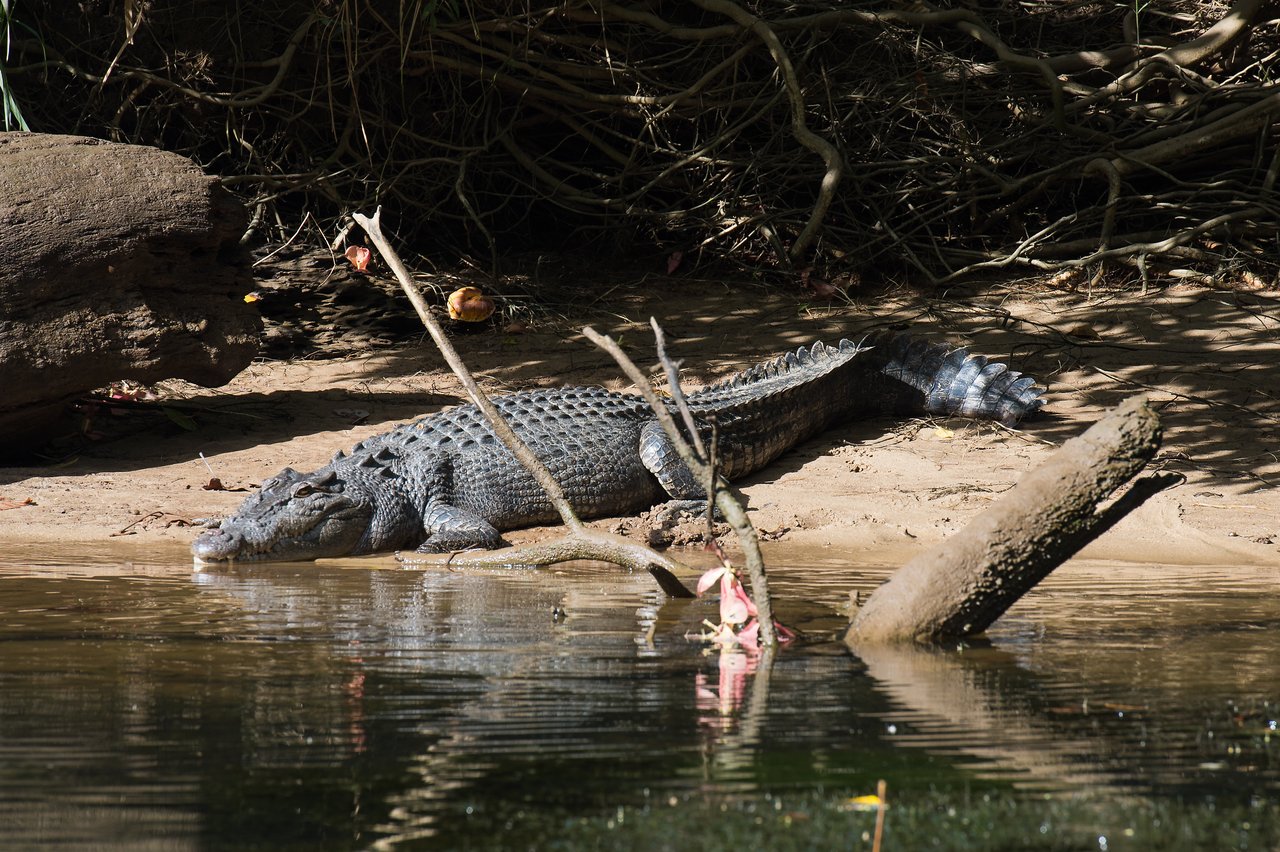 A large crocodile rests on a sandy riverbank, partially in the shade, with its head near the water.