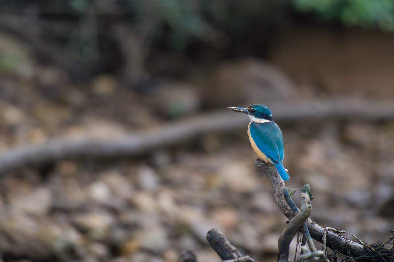 A small blue and white bird perches on a twisted branch, looking to the side.