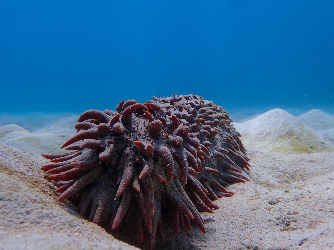 A spiky sea cucumber rests on the sandy ocean floor, surrounded by small underwater hills.