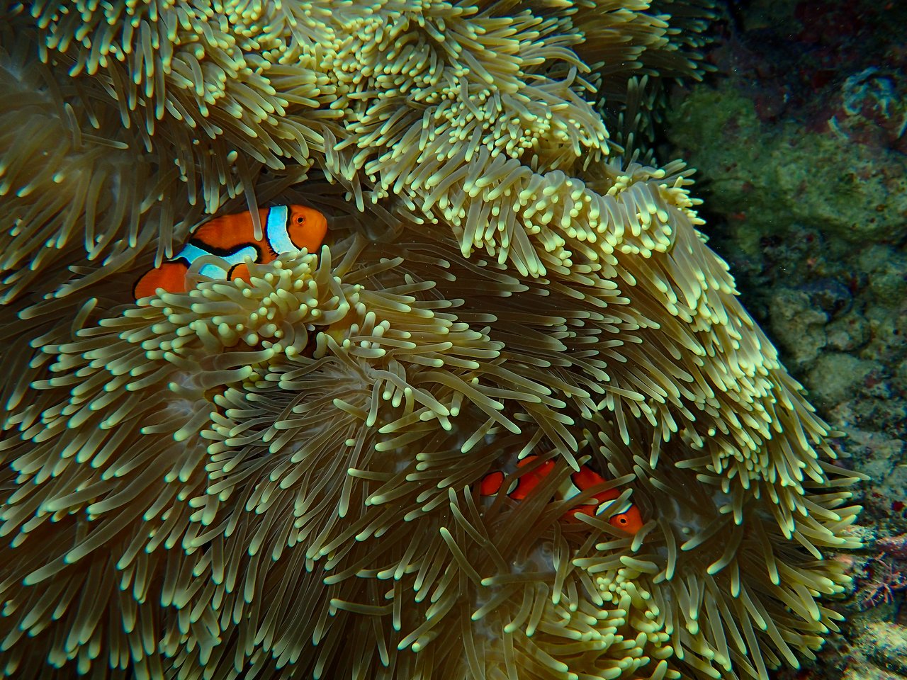 Two clownfish swim among the tentacles of a sea anemone, partially hidden within the flowing strands.