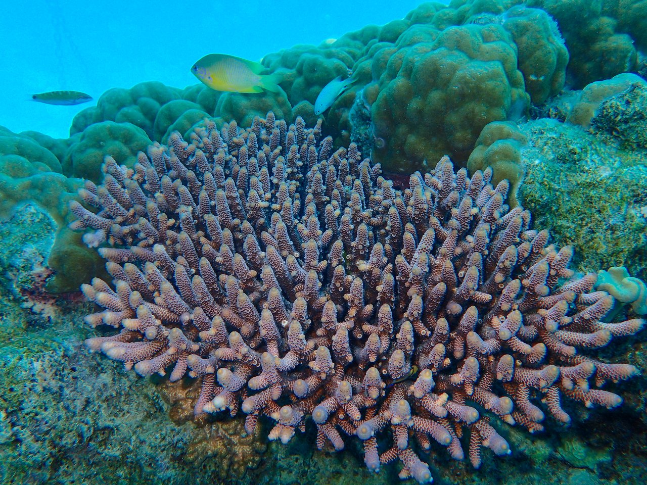 A cluster of branching coral with small fish swimming nearby in a clear underwater environment.