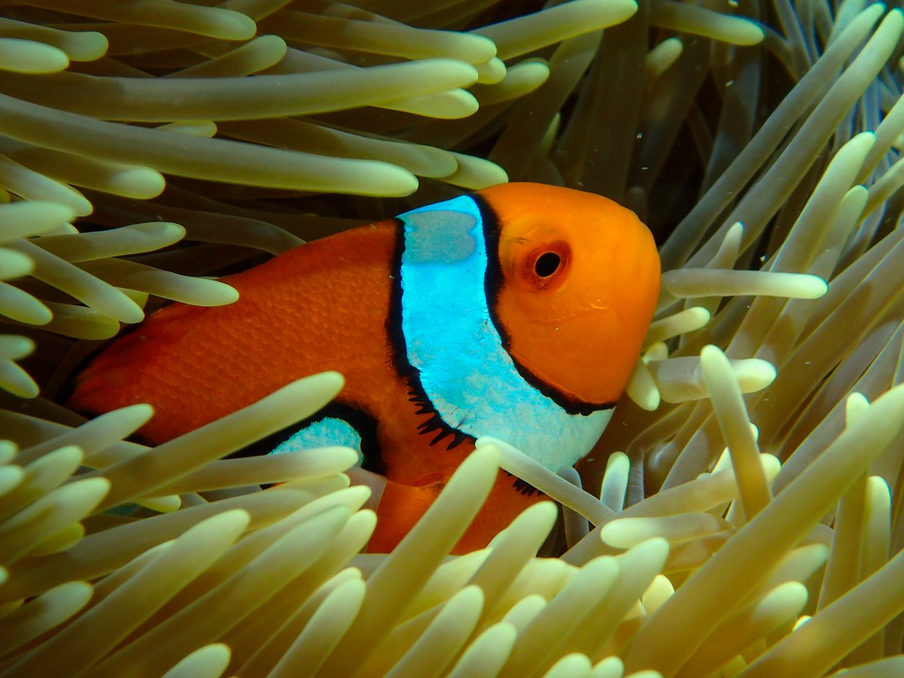 A clownfish with bright orange and white colors hides among the swaying tentacles of a sea anemone.