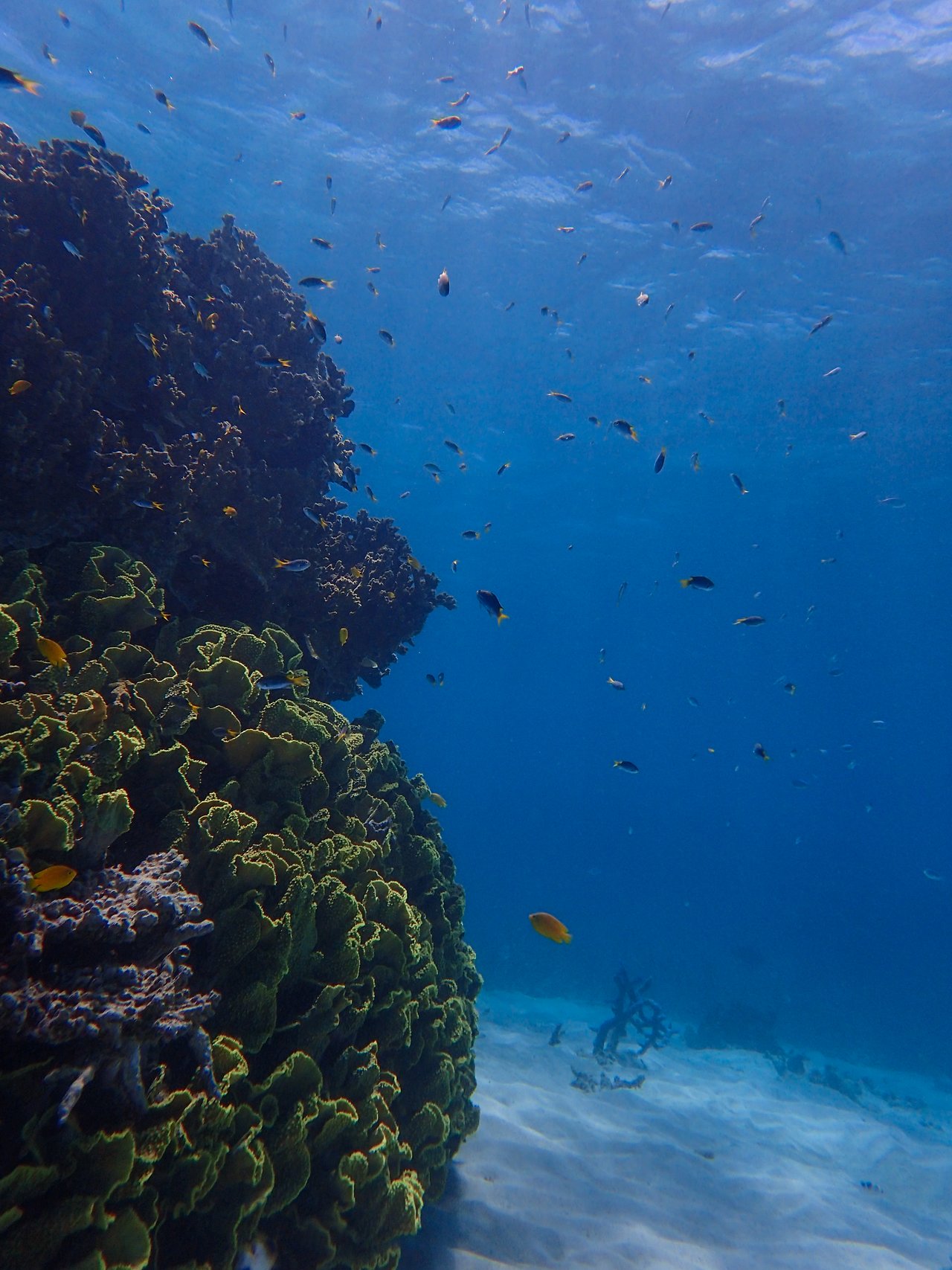 A coral reef with many small, colorful fish swimming in clear blue water.