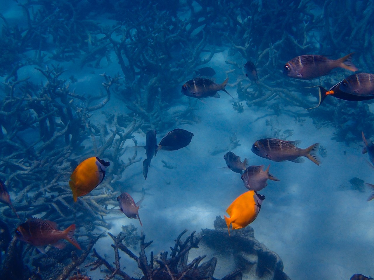 A group of fish, including two bright yellow ones, swim near coral on the ocean floor.