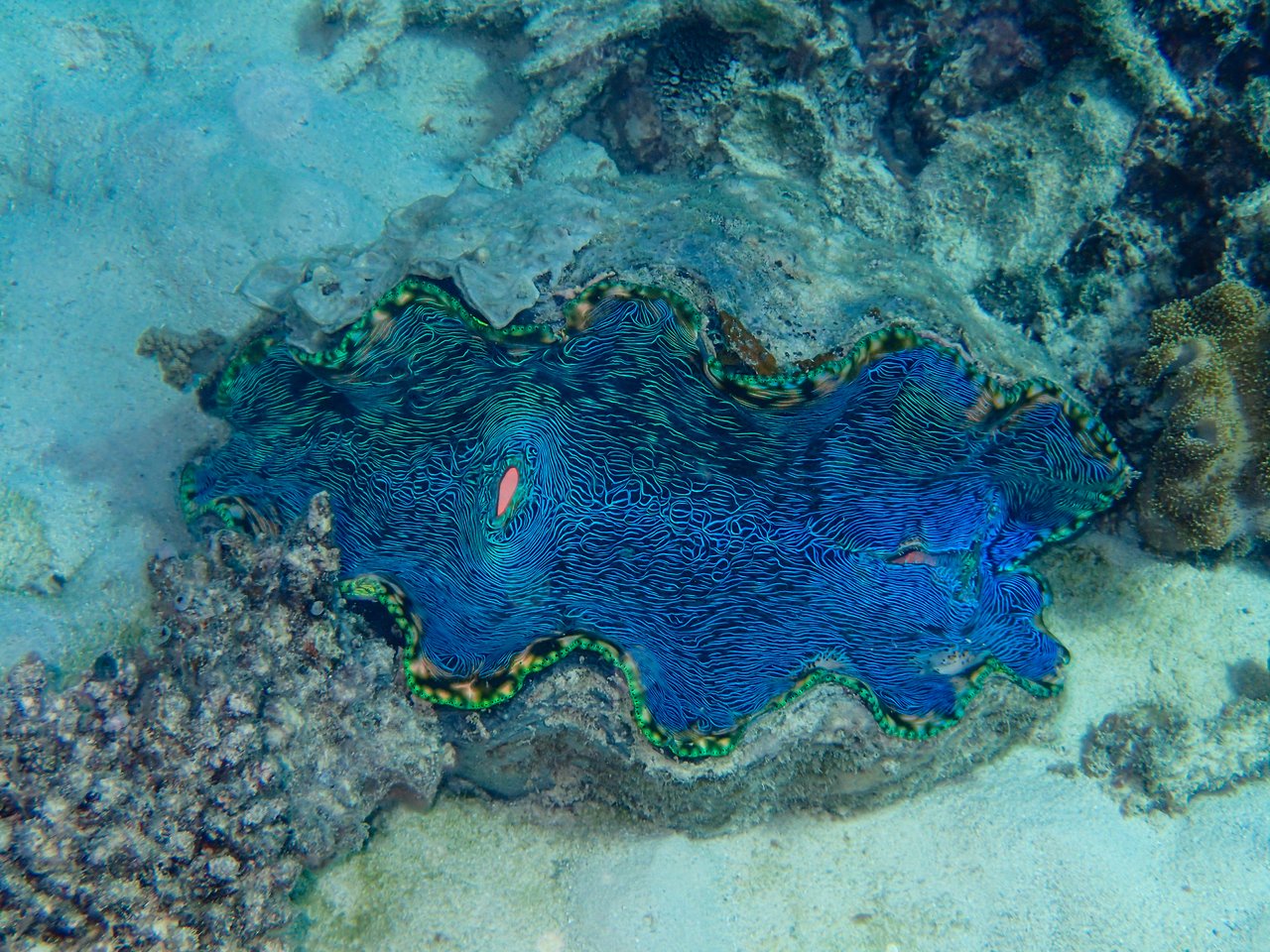 A large, brightly colored giant clam with blue and green patterns rests on the ocean floor.