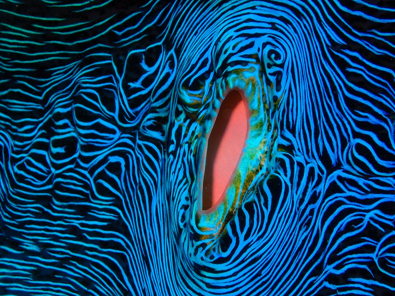 Close-up of a giant clam's siphon, surrounded by intricate, wavy blue and black patterns on its mantle. The siphon is open, revealing a smooth, reddish-pink interior.