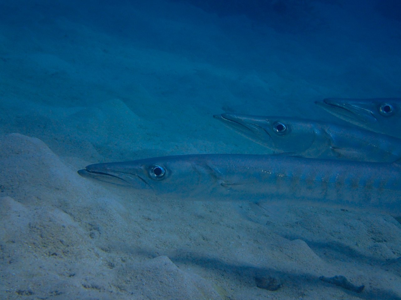 Three barracudas rest on the sandy ocean floor, facing the same direction with their sharp snouts and large eyes visible.