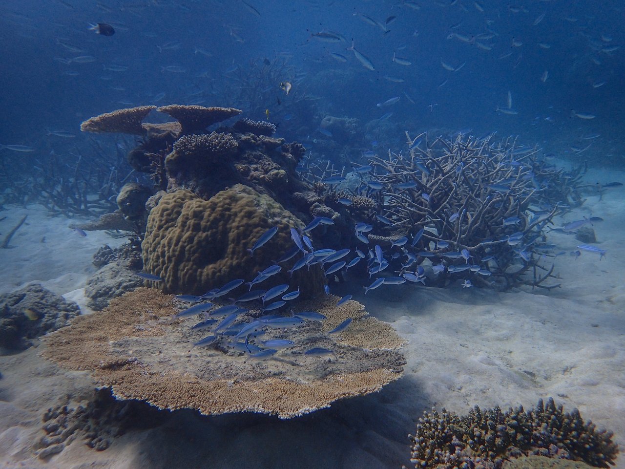 A school of small fish swims around a coral reef underwater.