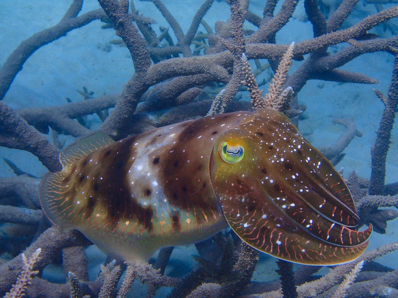 A cuttlefish with a patterned body swims near coral branches in clear blue water.