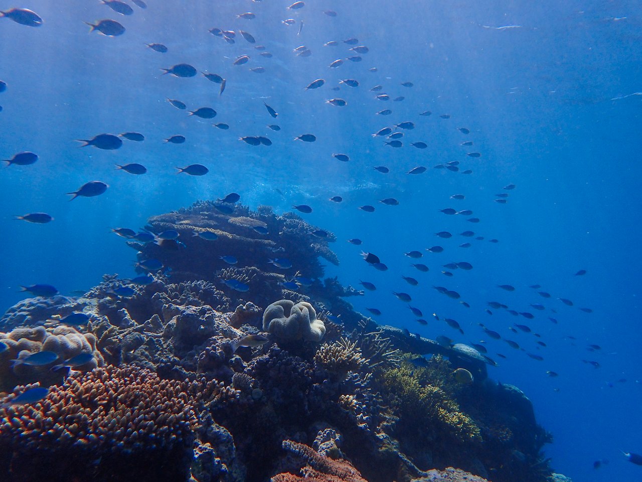 A school of small fish swims above a colorful coral reef in clear blue ocean water.