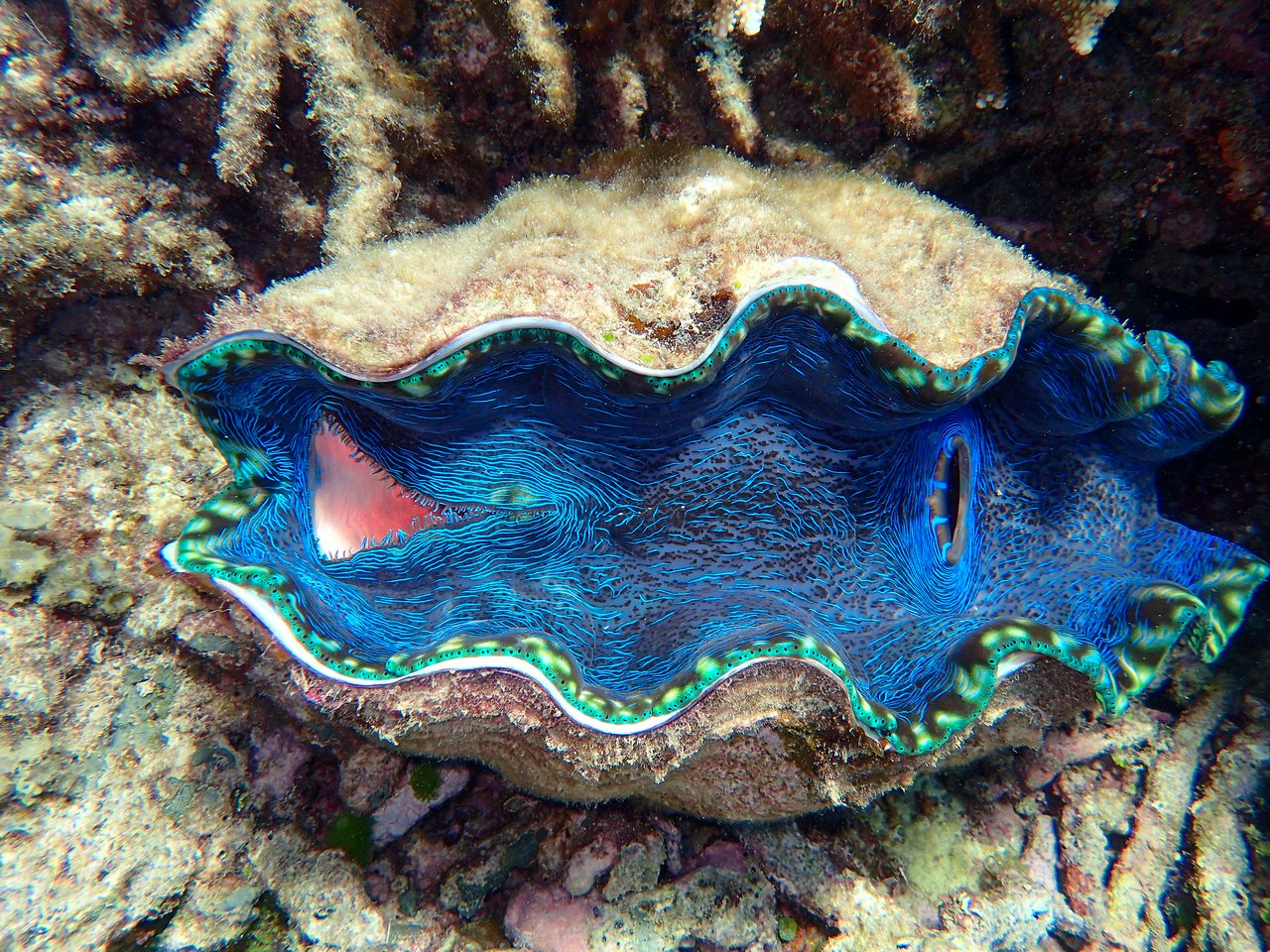 A large, open giant clam with a vibrant blue interior is resting on a coral reef underwater.