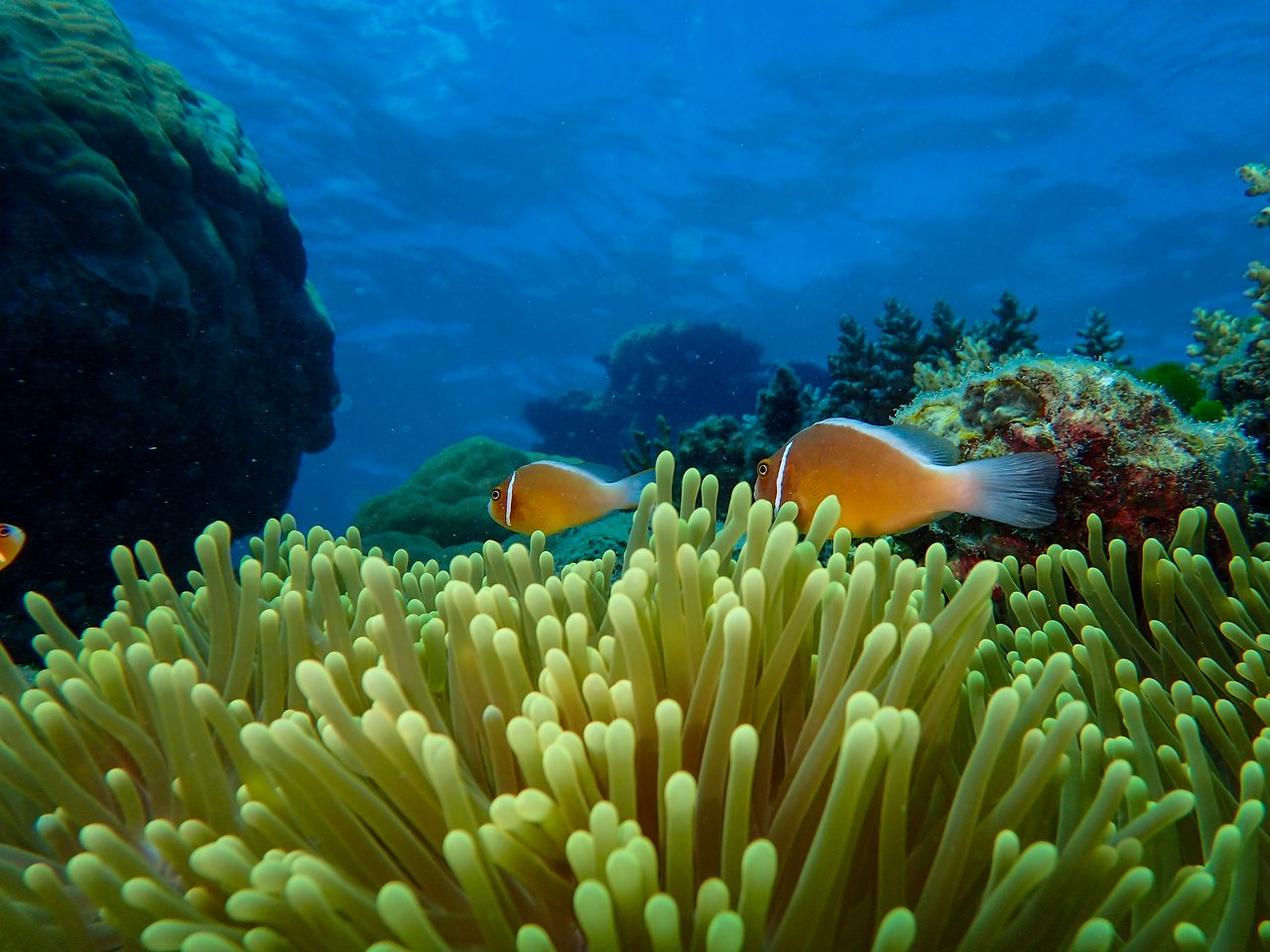 Two orange clownfish swim among the yellow sea anemone in a clear underwater scene.