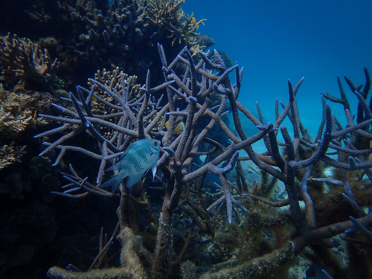A fish swims near branching coral in a clear underwater scene.