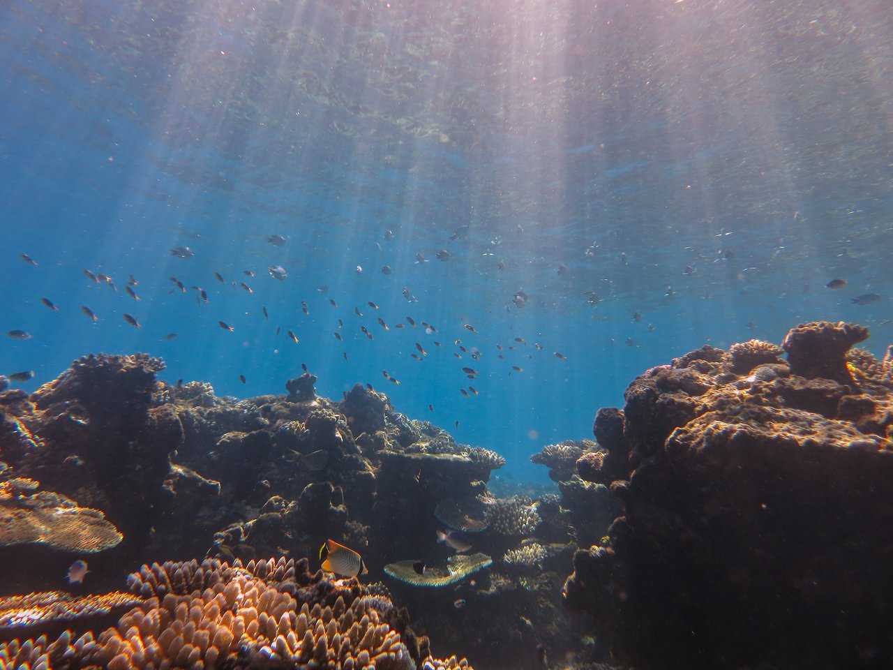 Colorful fish swim above a coral reef in clear blue water with sunlight streaming down.