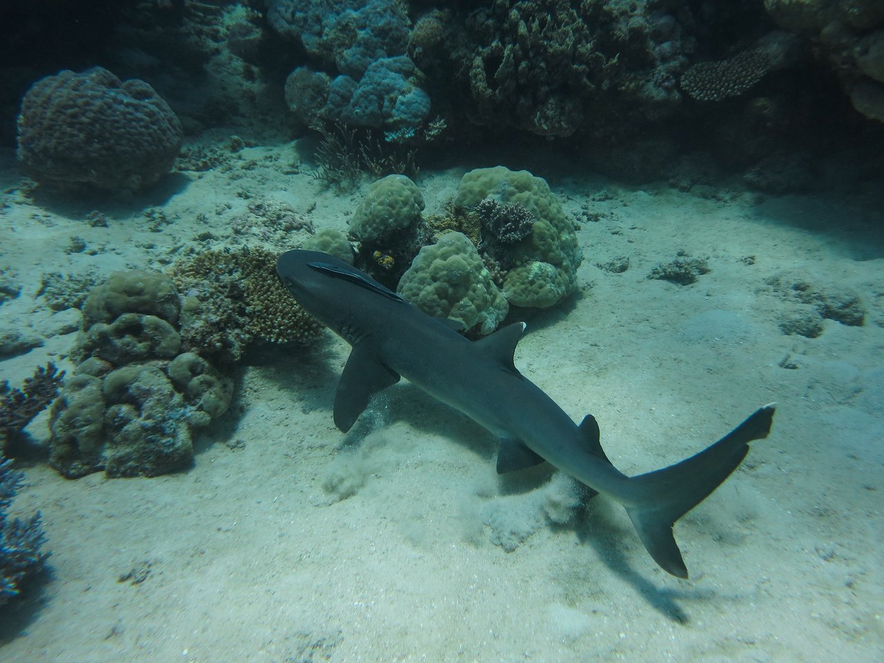 A reef shark swims near the ocean floor, surrounded by coral and sand.