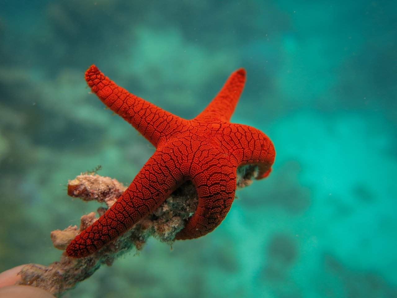 A bright red starfish clings to a small piece of coral underwater.