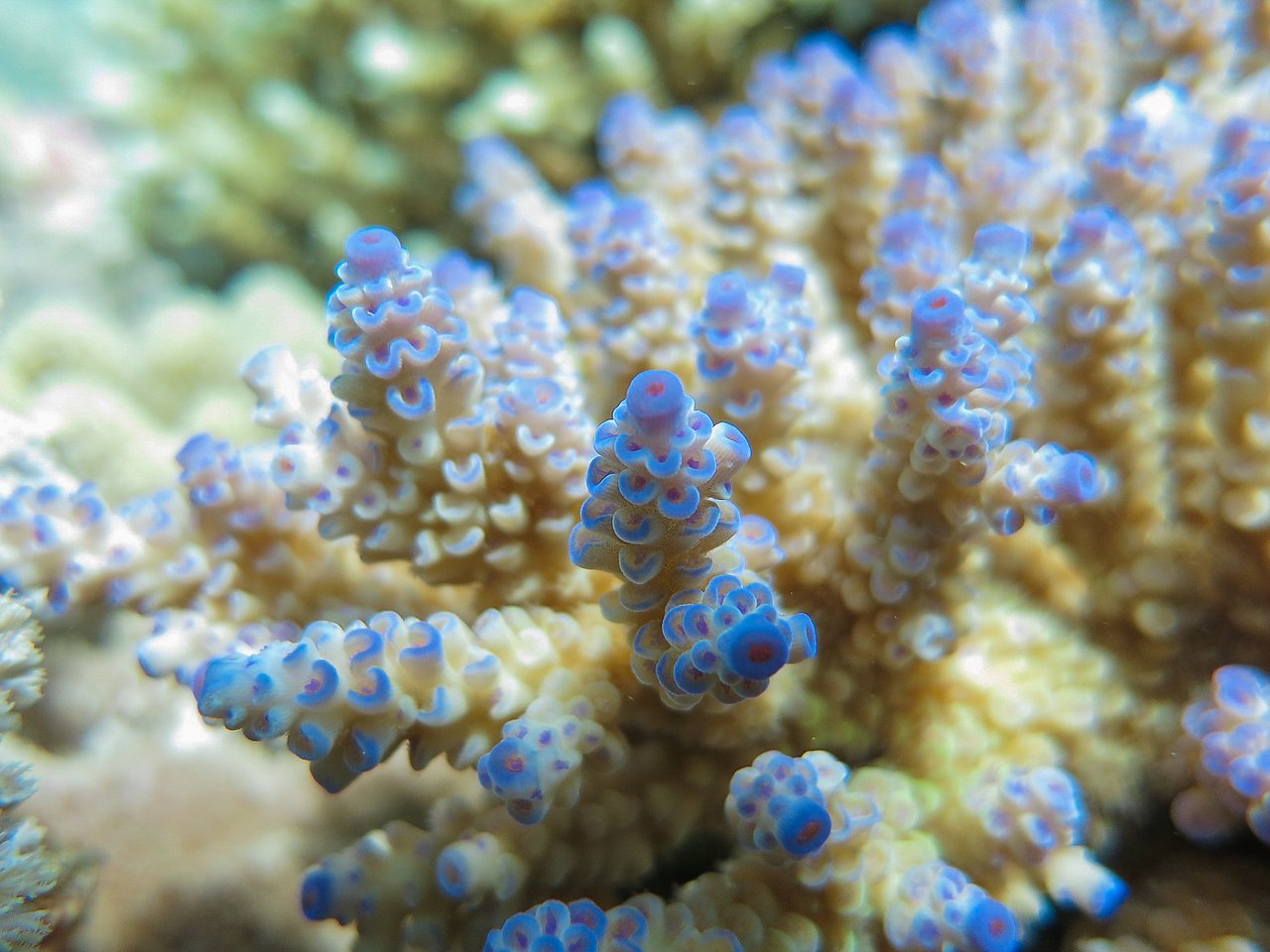 Close-up of a branching coral with small, rounded polyps tipped in blue, growing underwater in a reef environment.