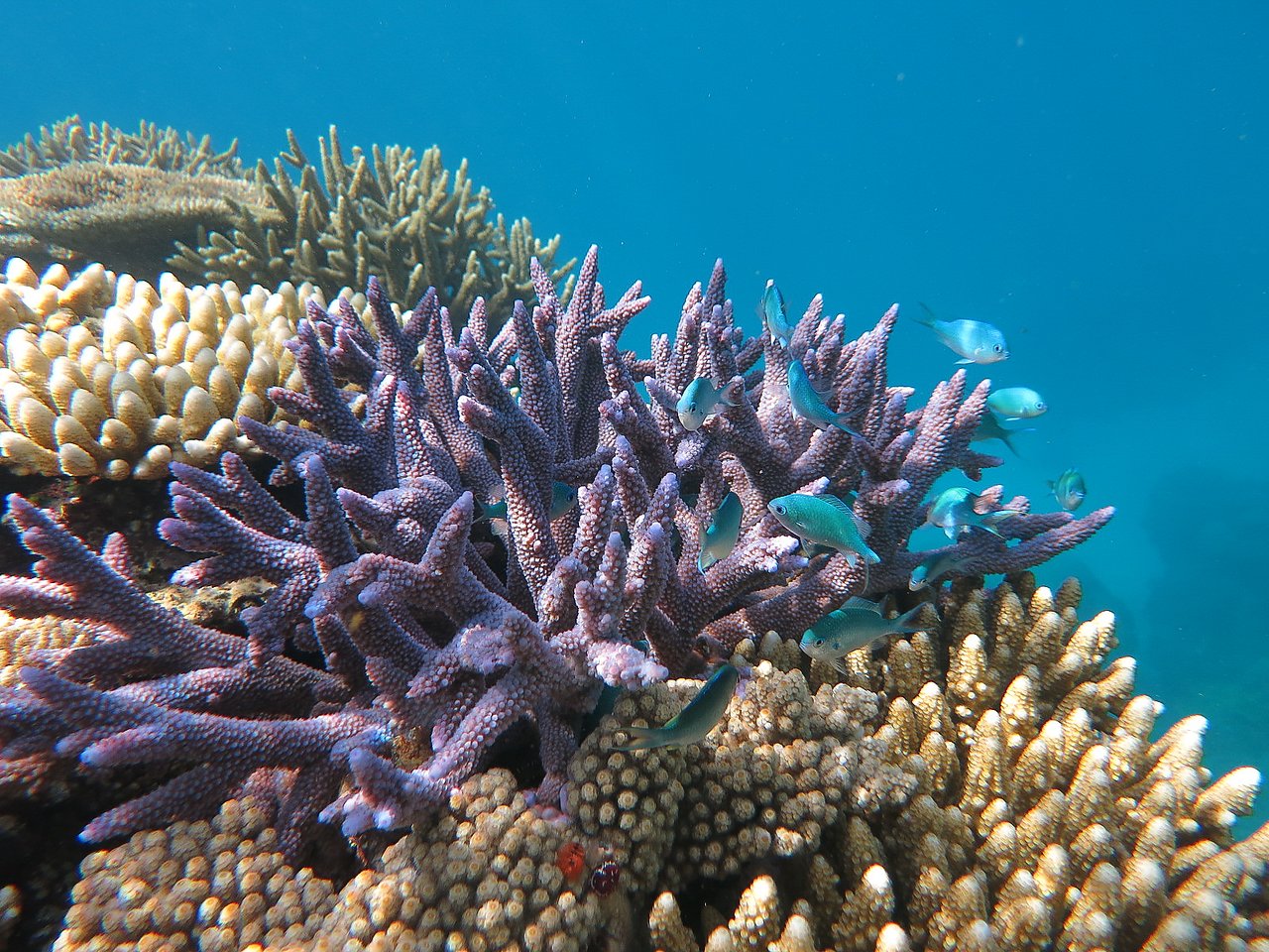 Small blue fish swim around colorful coral in a clear underwater scene.