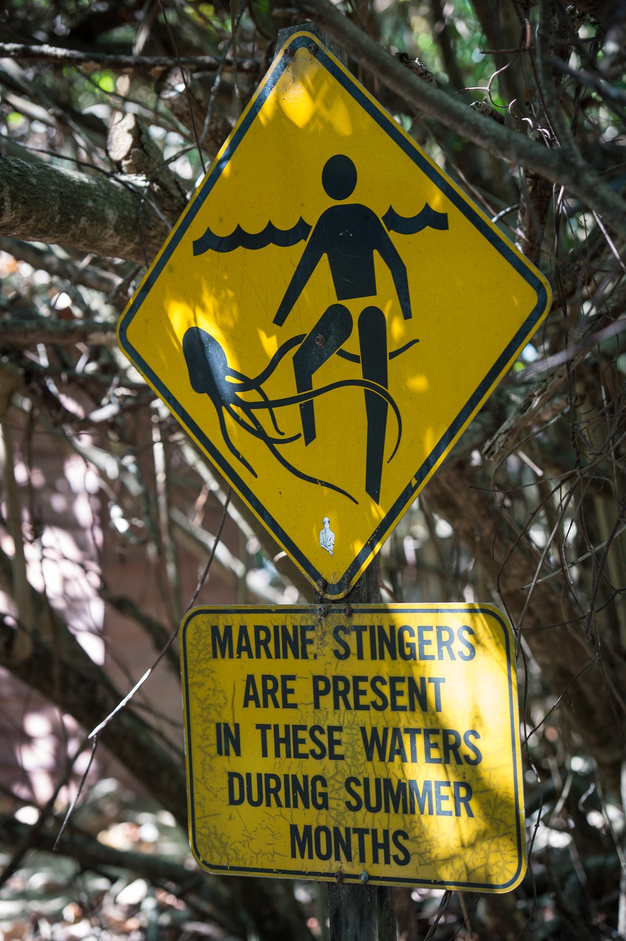 Warning sign showing a person encountering a jellyfish, with text cautioning about marine stingers in the water.