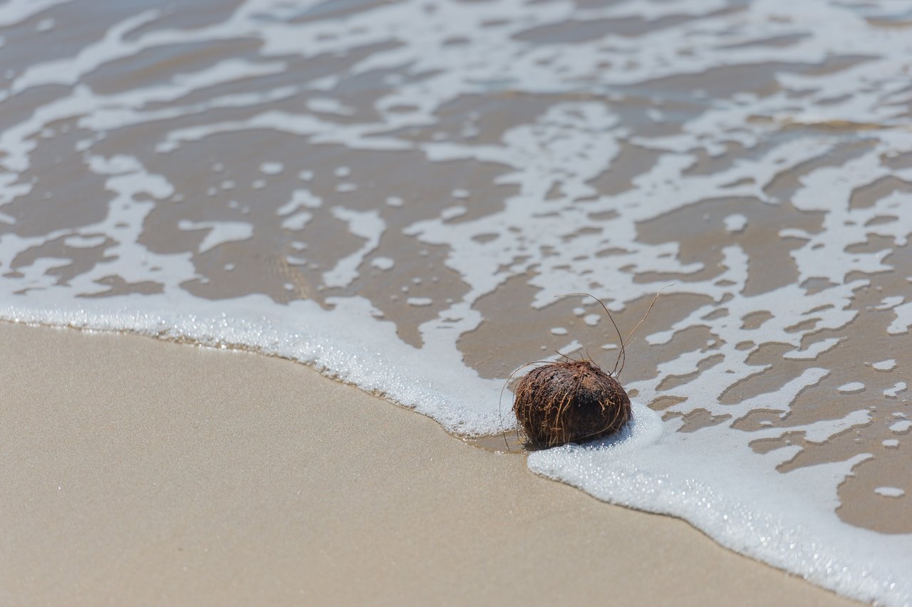 A coconut rests on wet sand as ocean waves gently wash over it.
