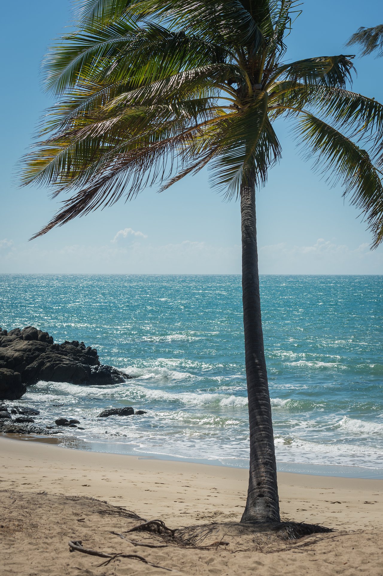 A tall palm tree stands on a sandy beach with ocean waves and rocks in the background.