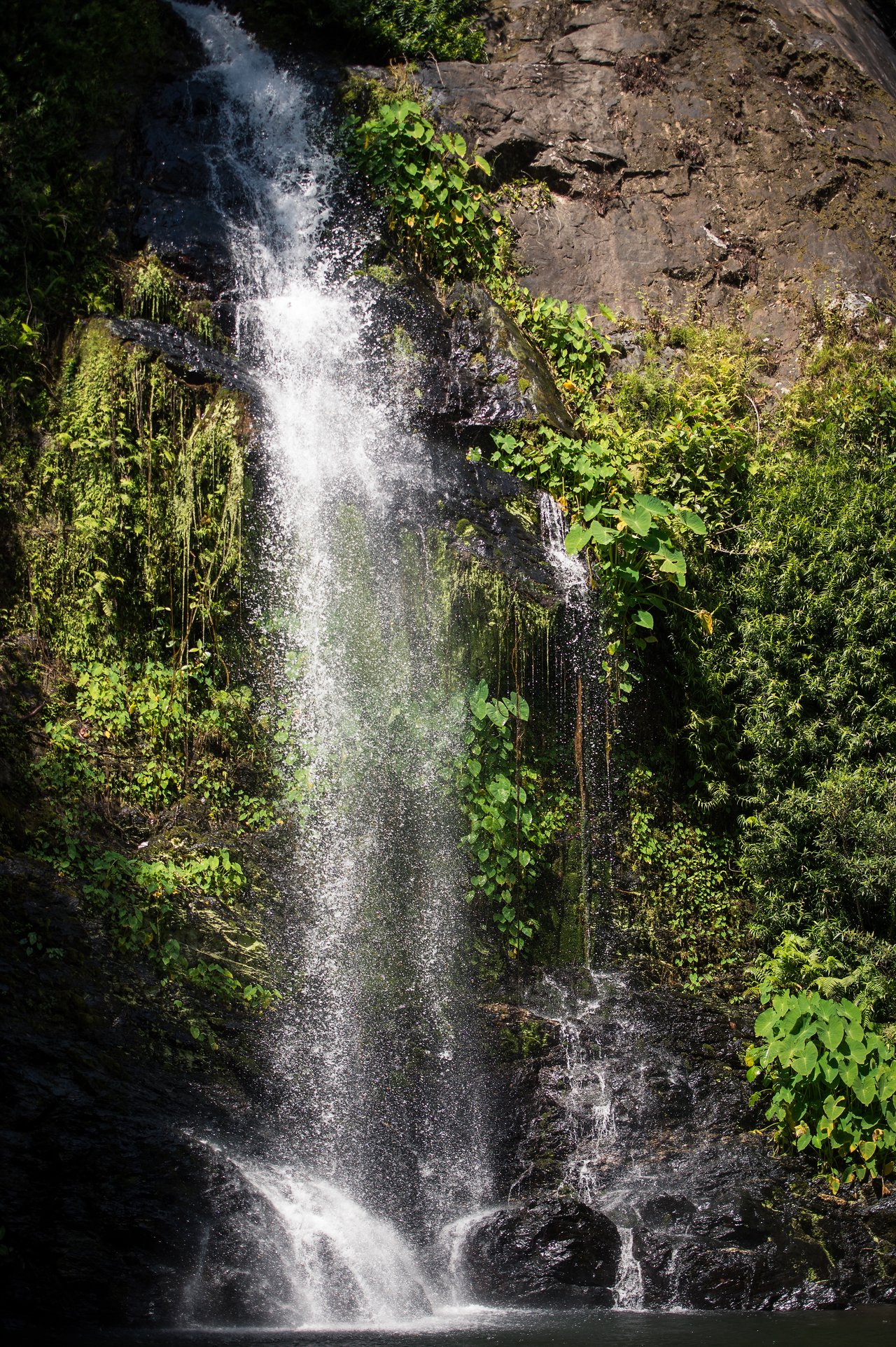 Waterfall cascading down a rocky cliff surrounded by green plants, with water splashing into a pool below.