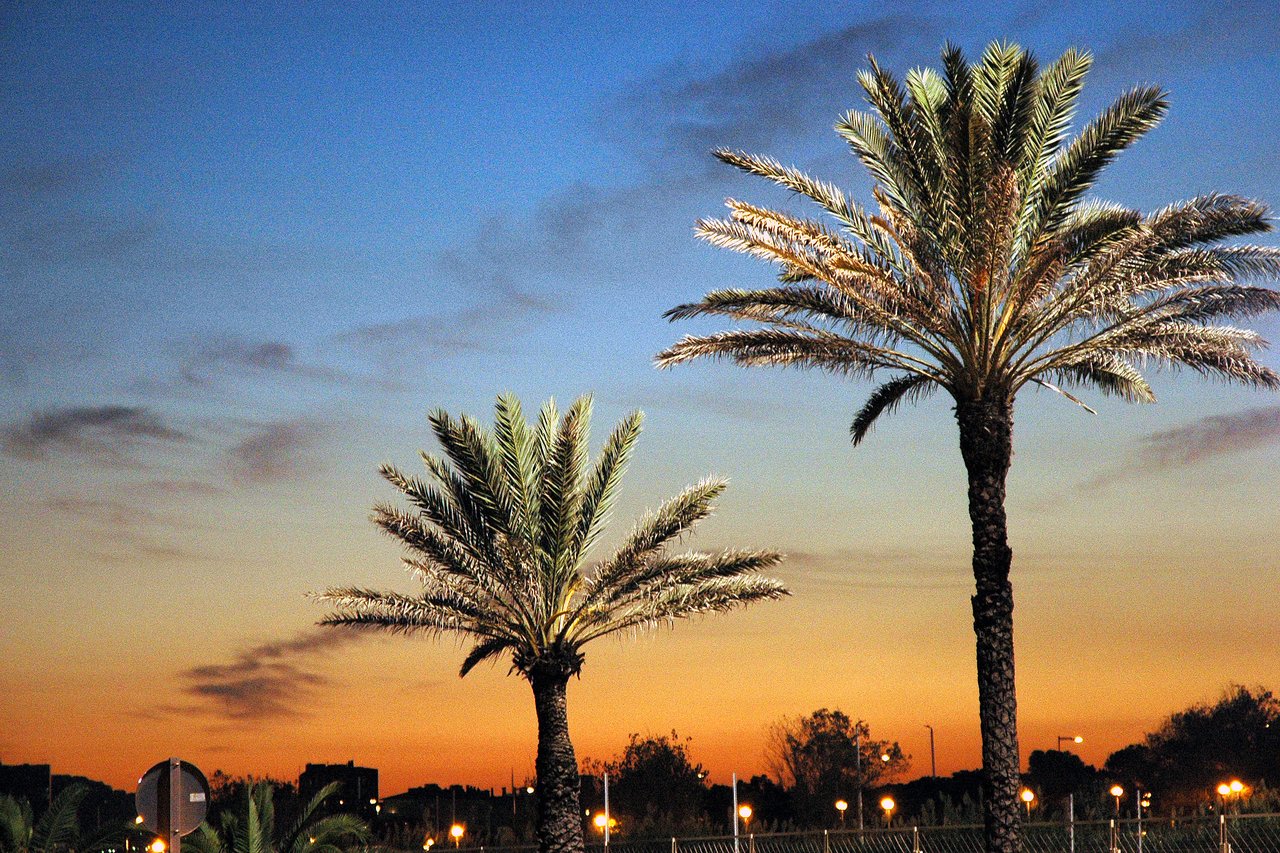 Two tall palm trees stand against a colorful sunset sky with city lights glowing in the background.