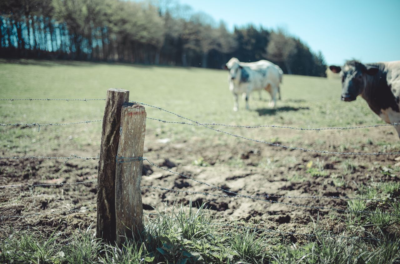 A barbed wire fence in a grassy field with two cows standing behind it.