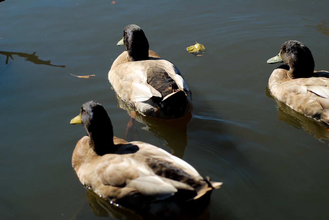 Three ducks with brown and black feathers swim in a calm body of water, leaving gentle ripples behind them.