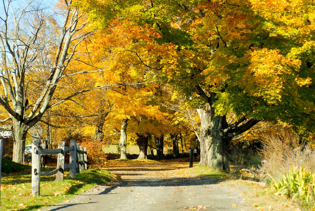 A tree-lined path covered in fallen leaves with vibrant autumn foliage in shades of yellow, orange, and green.