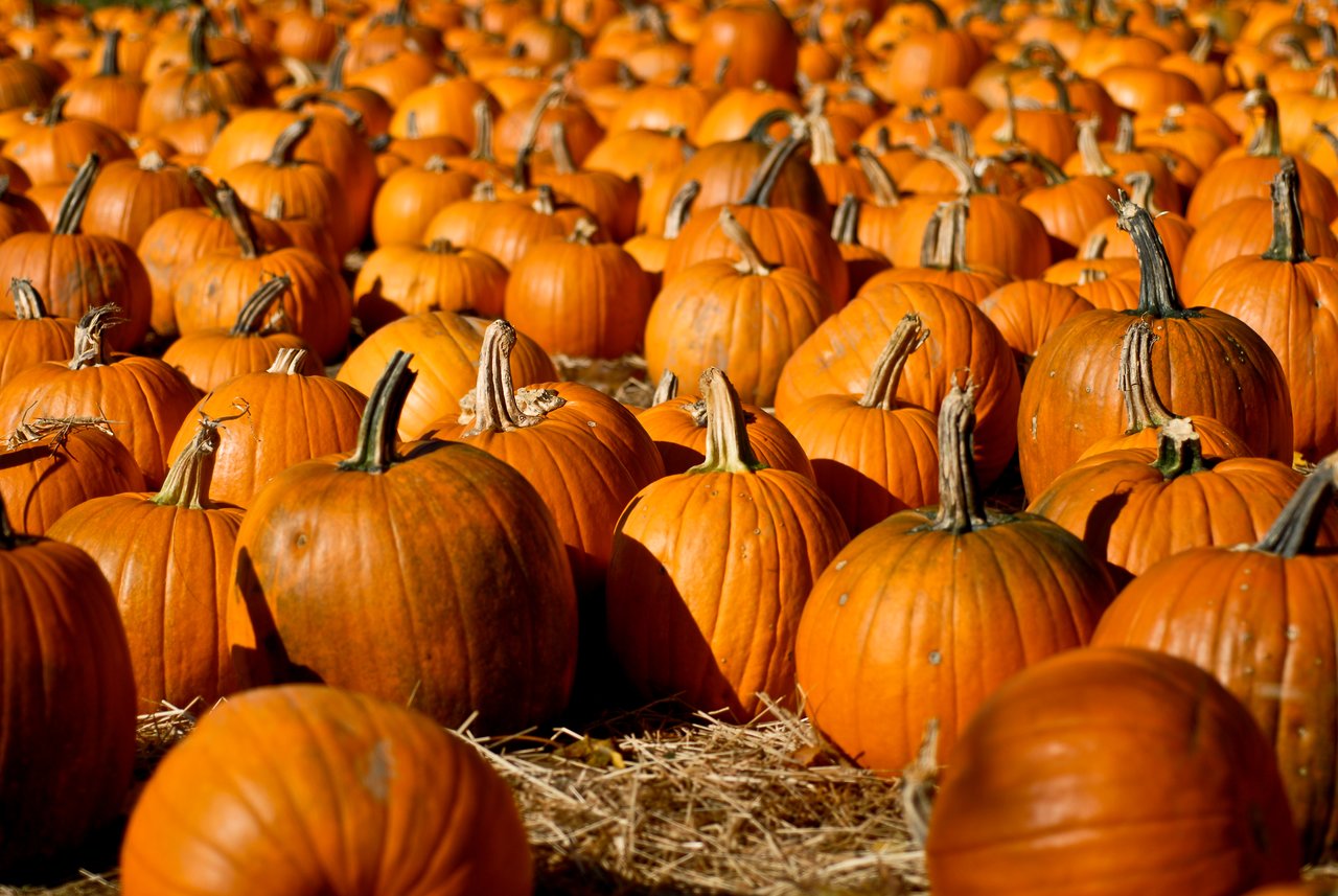 A large group of bright orange pumpkins sits on a bed of straw in an outdoor setting.