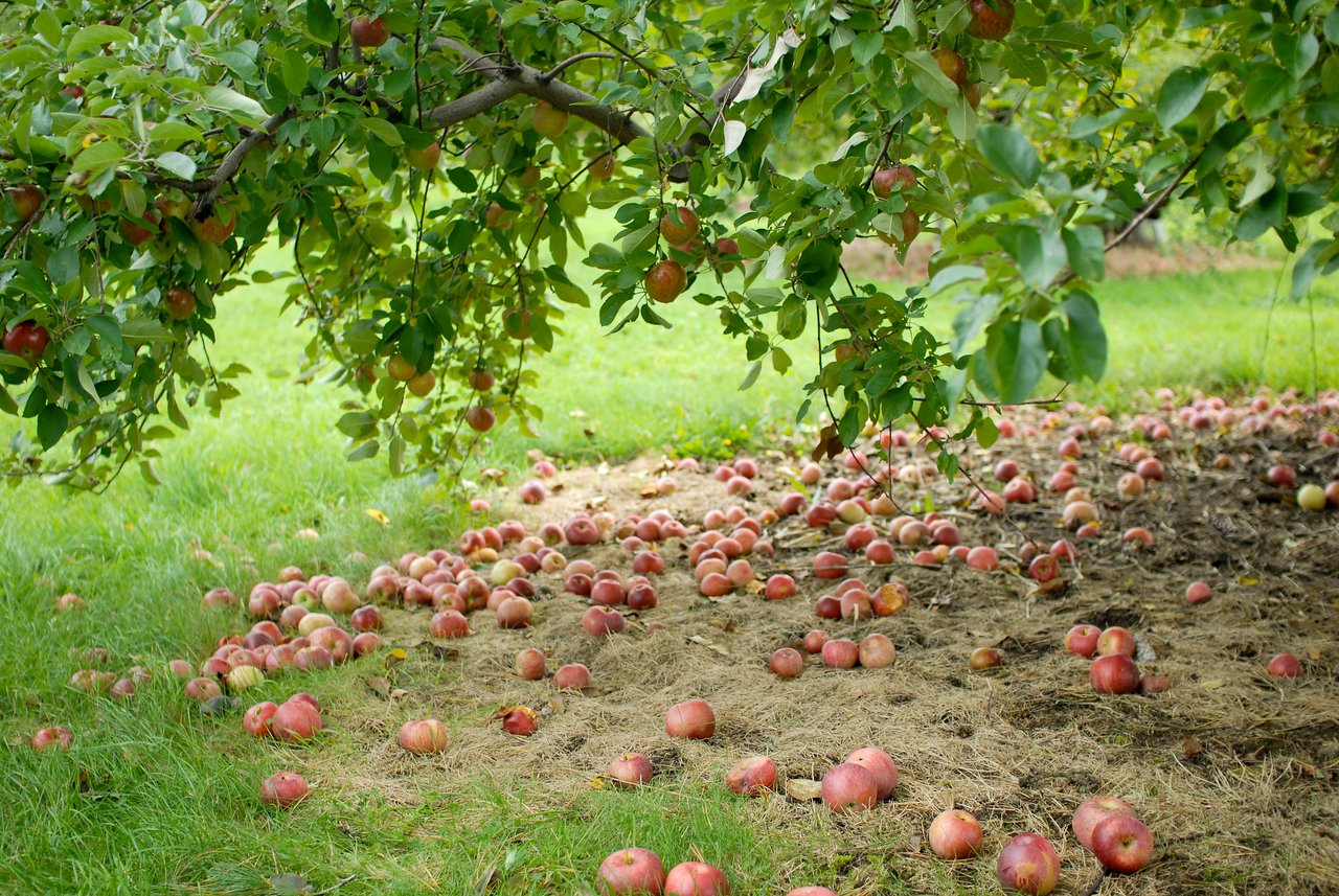 Apples hanging from a tree with many fallen on the ground at an orchard.