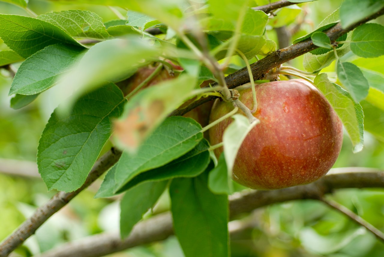 A ripe red apple hanging from a tree branch, surrounded by green leaves at an orchard.
