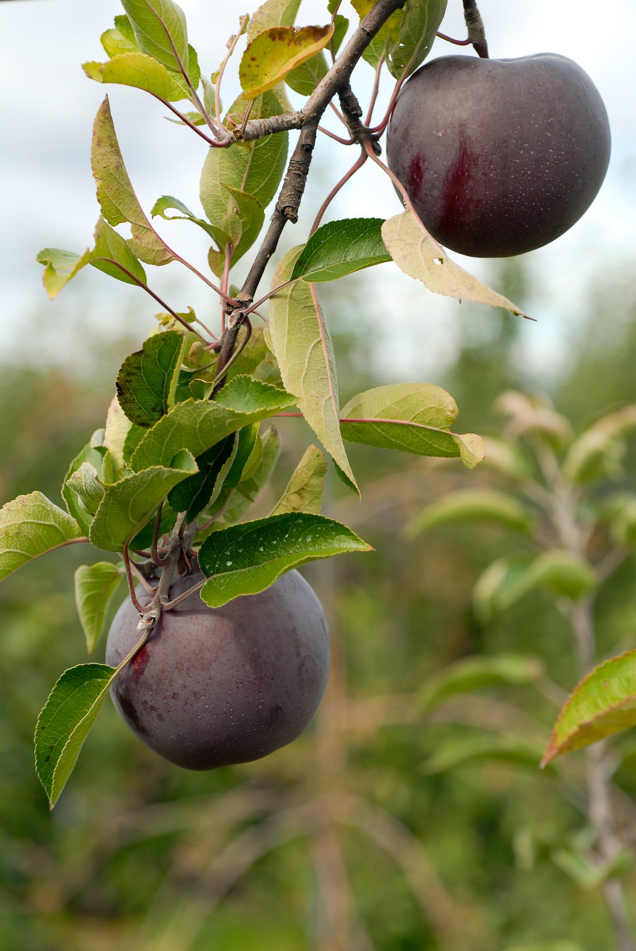 Two ripe, dark red apples hanging from a tree branch with green leaves at an orchard.