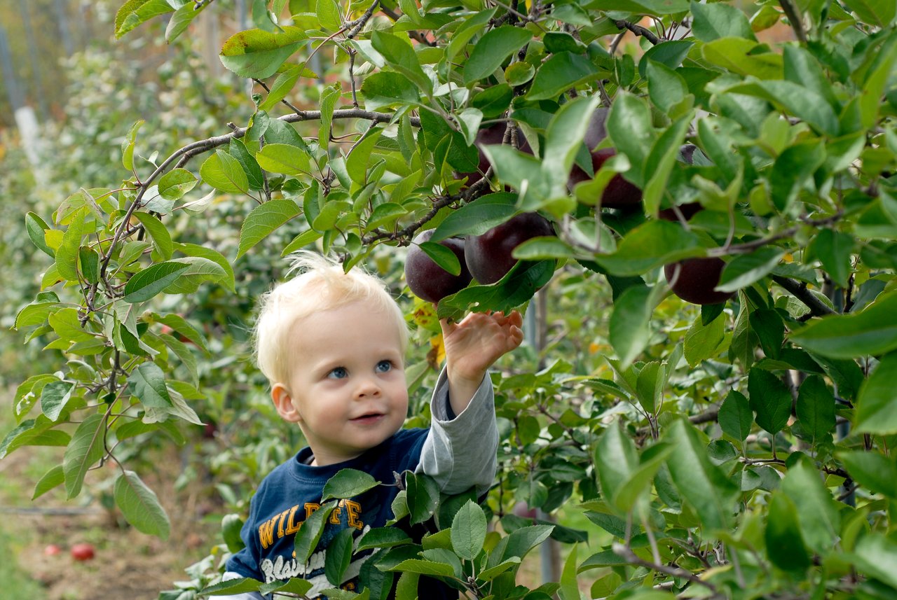 A young child reaches for a ripe apple on a tree while apple picking at Russell Orchards.