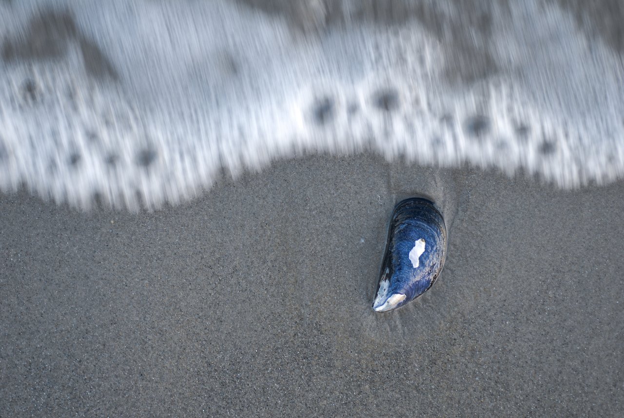 A single blue shell on wet sand as a wave washes over the beach.