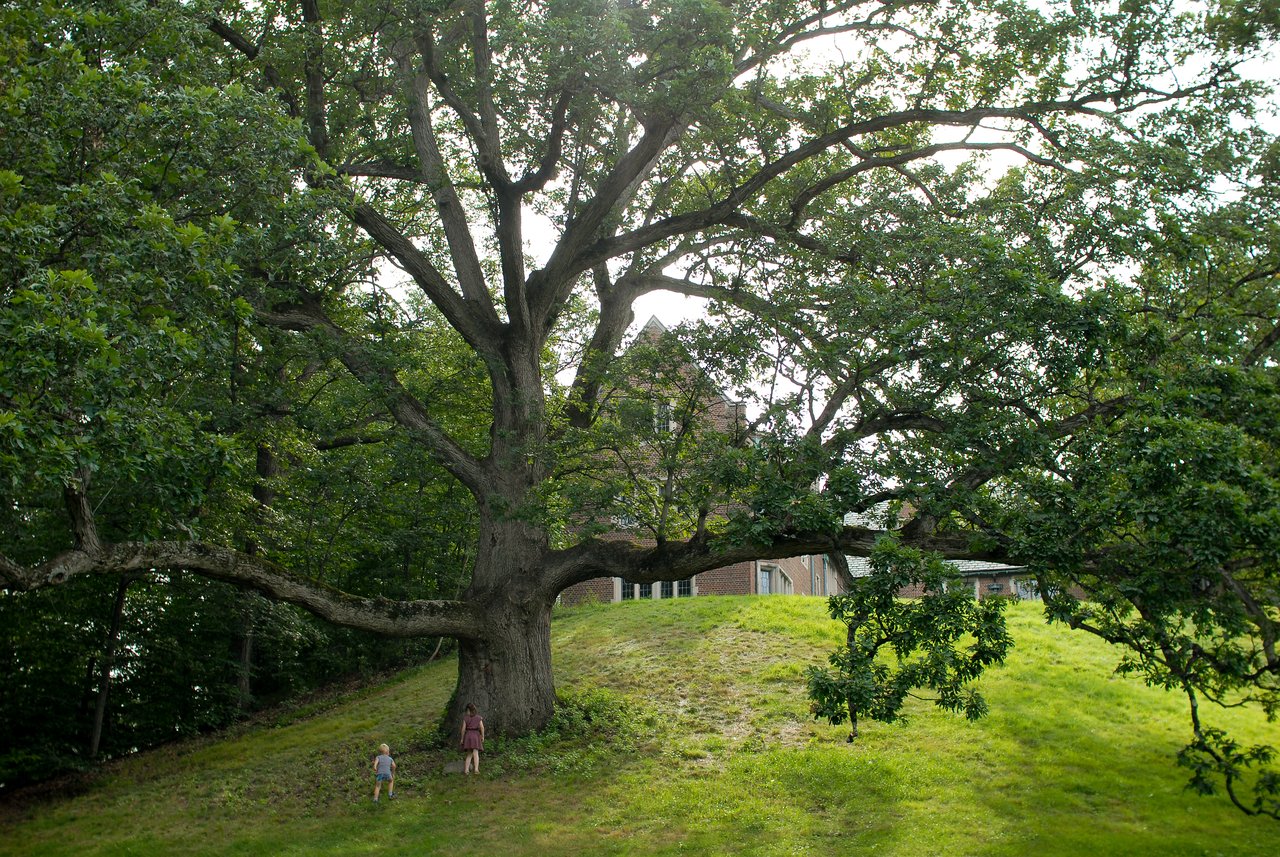 A large tree with sprawling branches stands on a hill, with two children standing near its trunk.