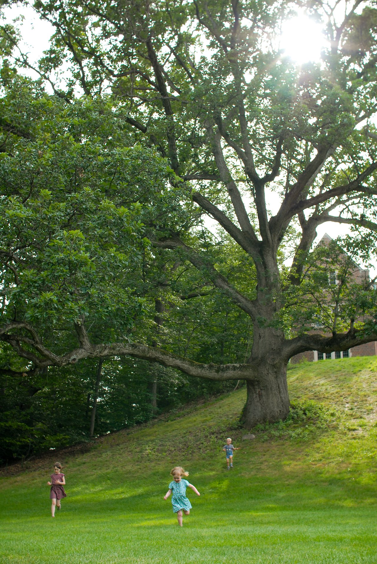 Three children run down a grassy hill beneath a large tree with sprawling branches.