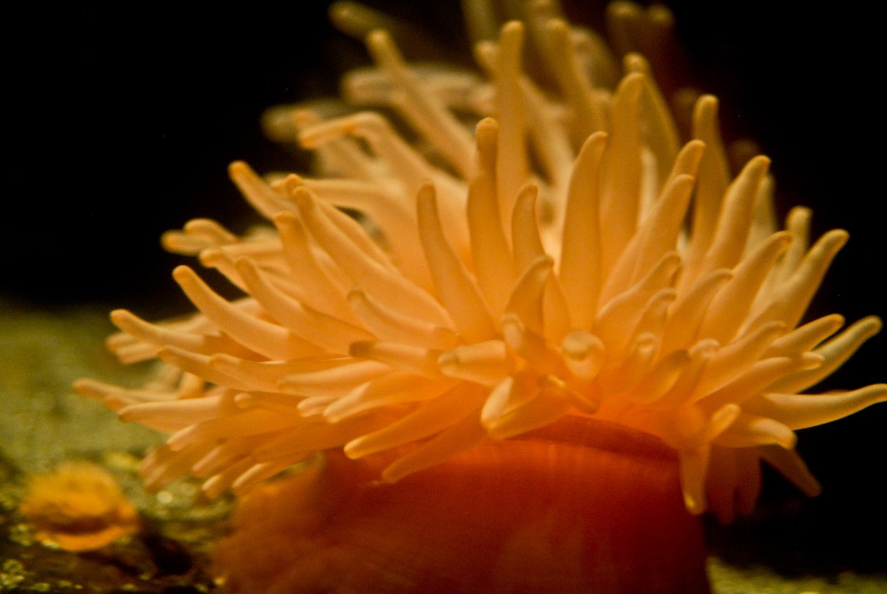 A close-up of a sea anemone with orange tentacles extending outward underwater.