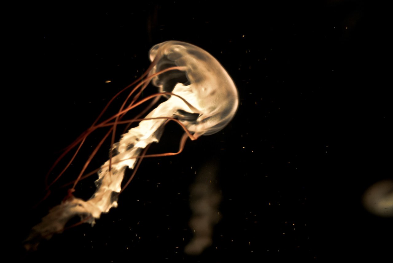 A jellyfish with long, flowing tentacles drifts through dark water, illuminated by soft light.
