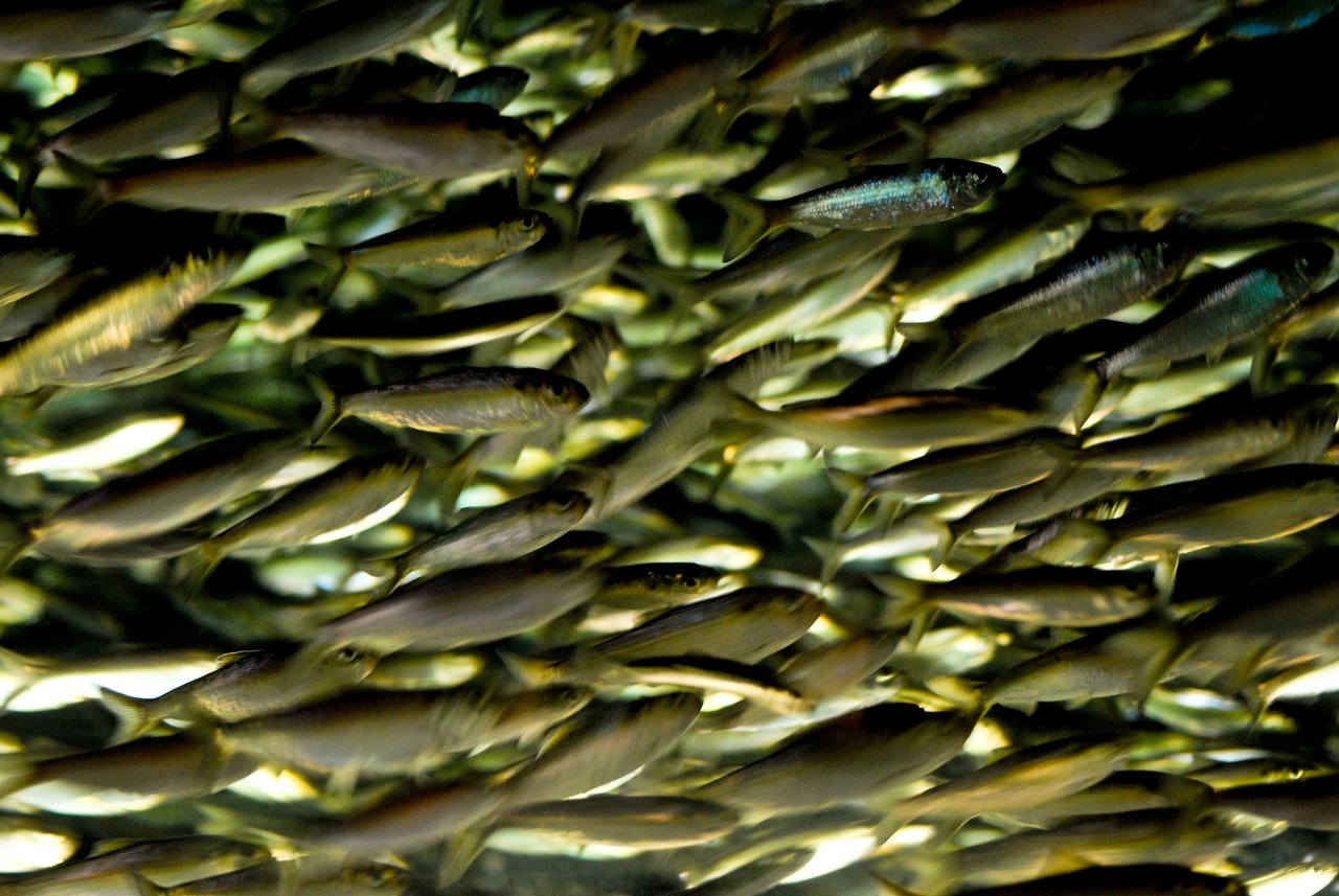 A large school of sardines swims closely together in an aquarium, reflecting light as they move.